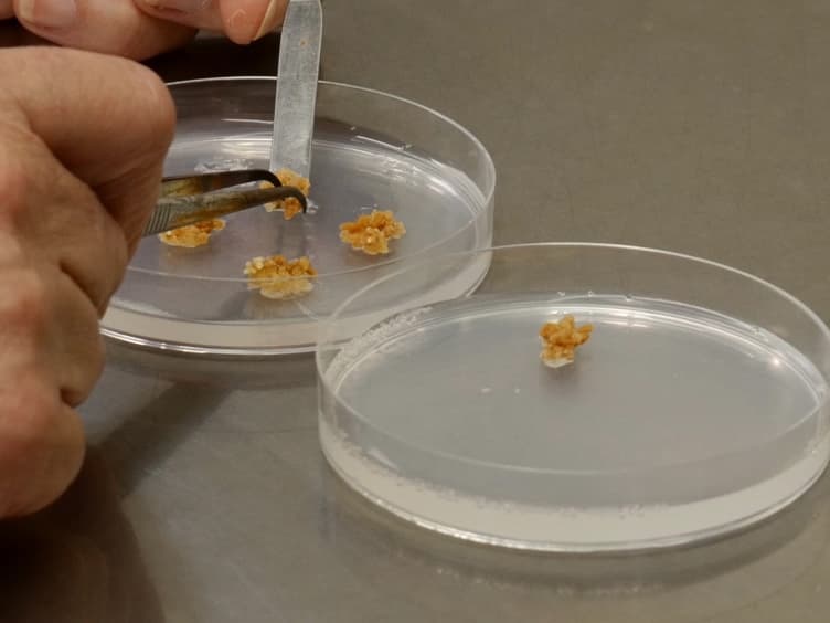 Protocols for Obtaining Zygotic and Somatic Embryos for Studying the Regulation of Early Embryo Development in the Model Legume Medicago truncatula