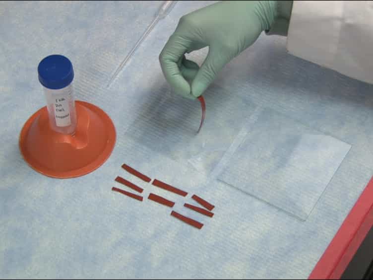 Simple Polyacrylamide-based Multiwell Stiffness Assay for the Study of Stiffness-dependent Cell Responses