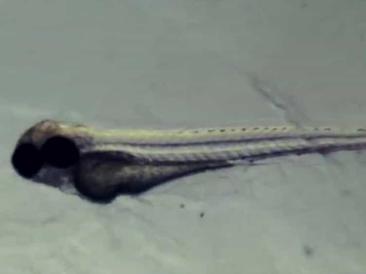 Capturing Tissue Repair in Zebrafish Larvae with Time-lapse Brightfield Stereomicroscopy