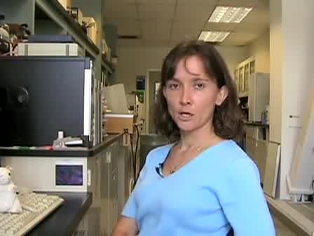 Isolation of Mononuclear Cells from the Central Nervous System of Rats with EAE