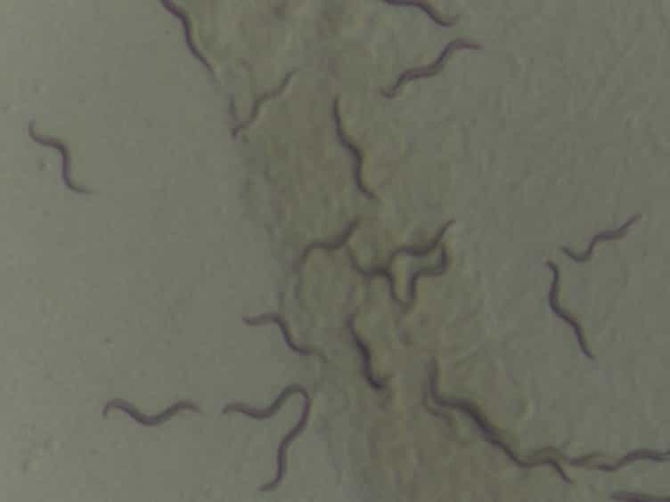 Measuring Oxidative Stress Resistance of Caenorhabditis elegans in 96-well Microtiter Plates
