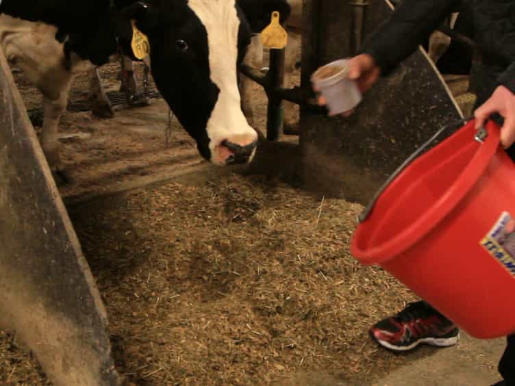 The Use of an Automated System GreenFeed to Monitor Enteric Methane and Carbon Dioxide Emissions from Ruminant Animals