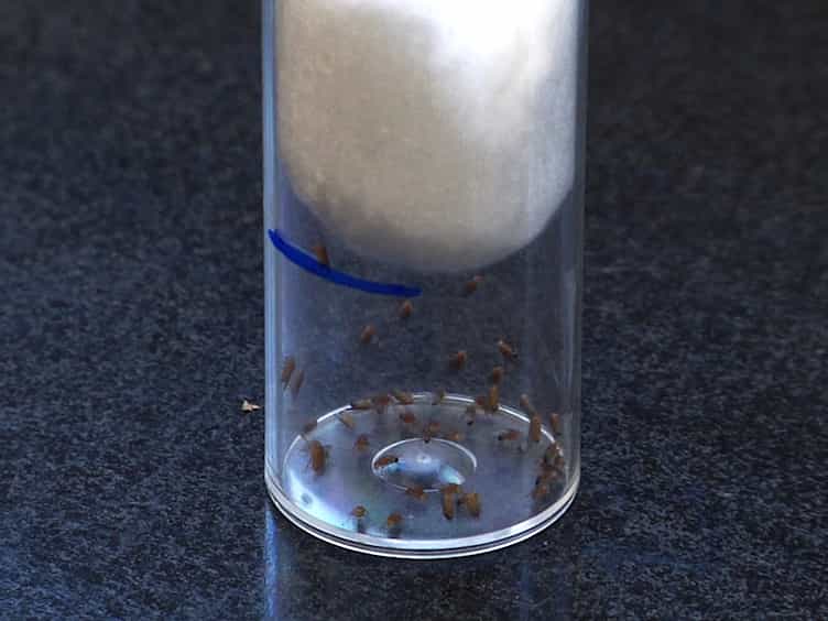 A Method to Inflict Closed Head Traumatic Brain Injury in Drosophila