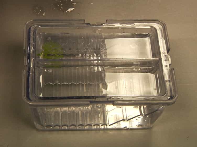Microbead Implantation in the Zebrafish Embryo