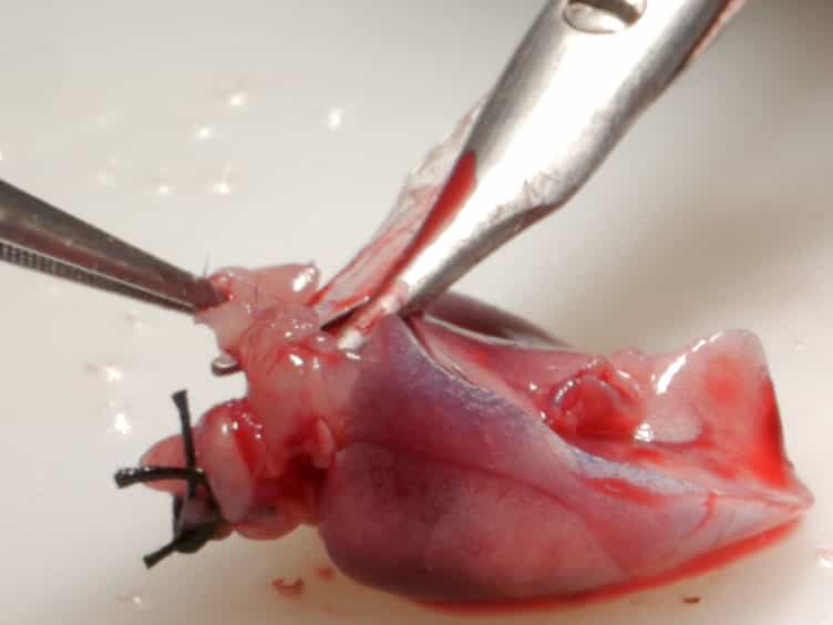 Instillation and Fixation Methods Useful in Mouse Lung Cancer Research