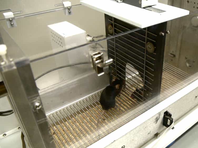 Quantifying Social Motivation in Mice Using Operant Conditioning