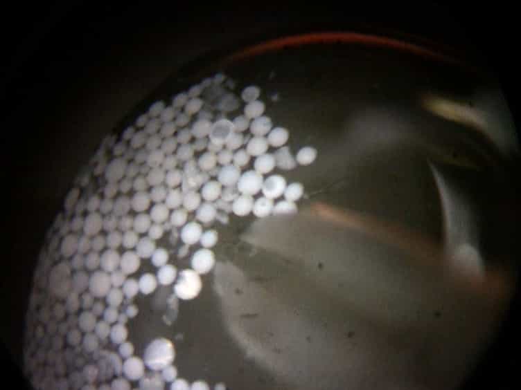 Grafting of Beads into Developing Chicken Embryo Limbs to Identify Signal Transduction Pathways Affecting Gene Expression