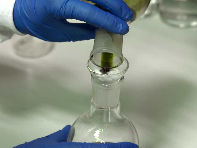 Water in Oil Emulsions: A New System for Assembling Water-soluble Chlorophyll-binding Proteins with Hydrophobic Pigments