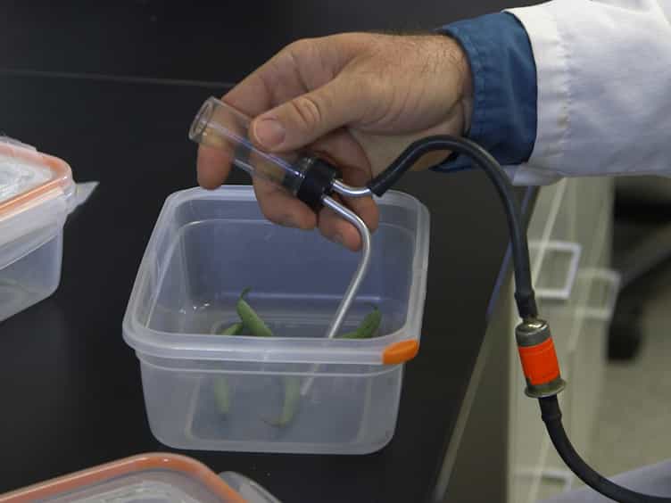 Administering and Detecting Protein Marks on Arthropods for Dispersal Research