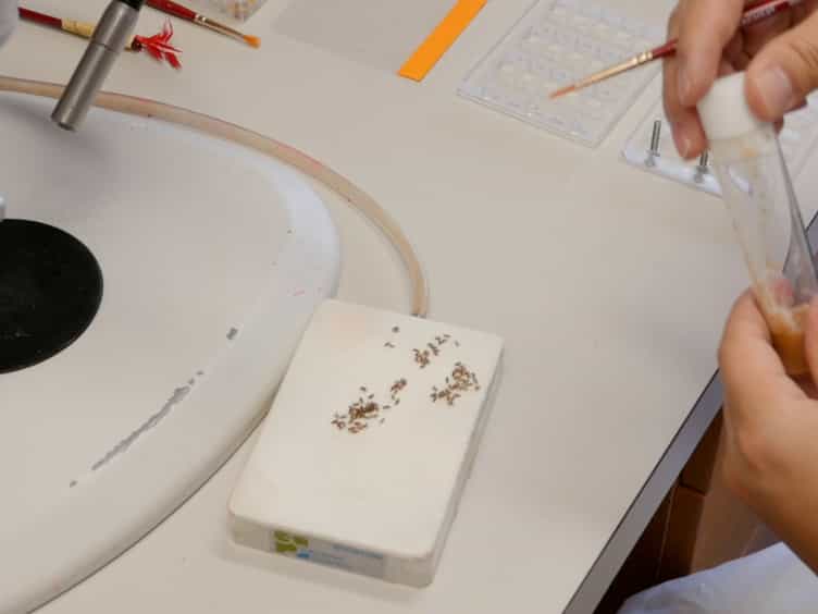 High Throughput Assay to Examine Egg-Laying Preferences of Individual Drosophila melanogaster