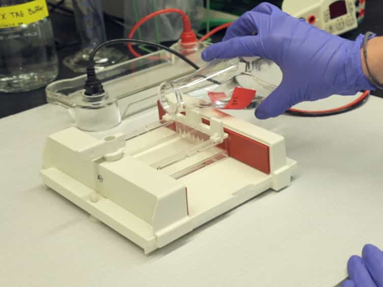 RNAi Trigger Delivery into Anopheles gambiae Pupae