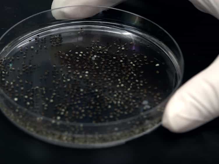 Technique to Target Microinjection to the Developing Xenopus Kidney