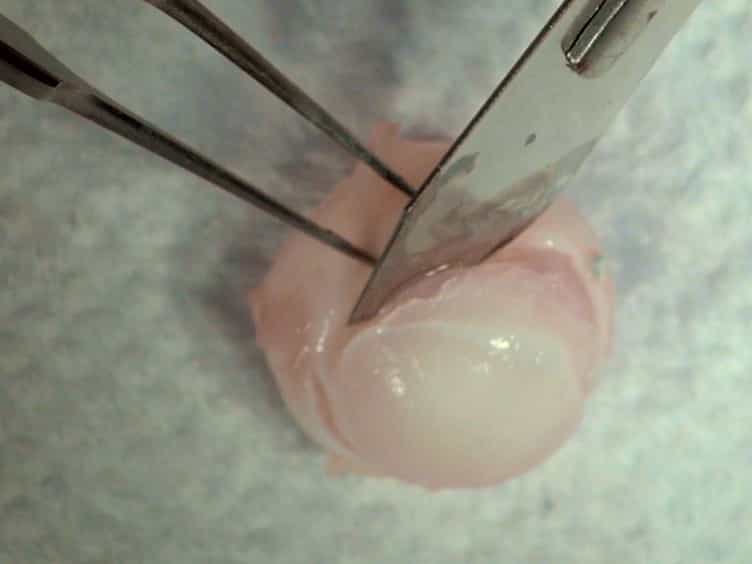 Use of Rabbit Eyes in Pharmacokinetic Studies of Intraocular Drugs