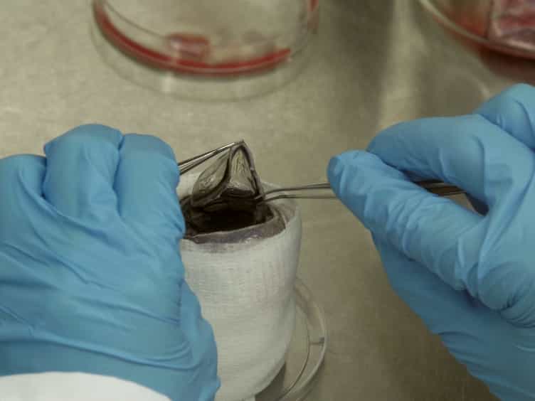 Development of an In Vitro Ocular Platform to Test Contact Lenses