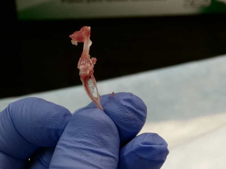 Murine Hind Limb Long Bone Dissection and Bone Marrow Isolation