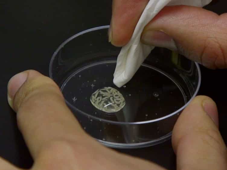 Foraging Path-length Protocol for Drosophila melanogaster Larvae