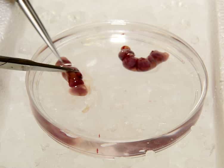 In Vitro Culture of Epicardial Cells From Mouse Embryonic Heart