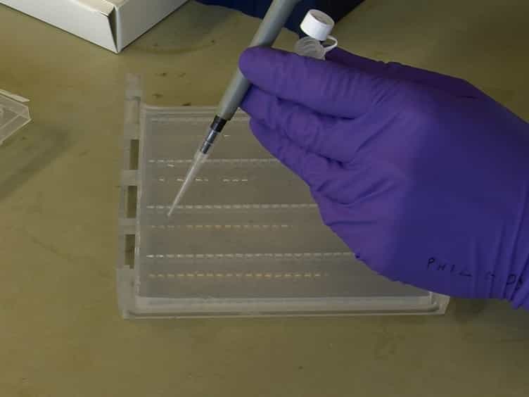 High-throughput Gene Tagging in Trypanosoma brucei