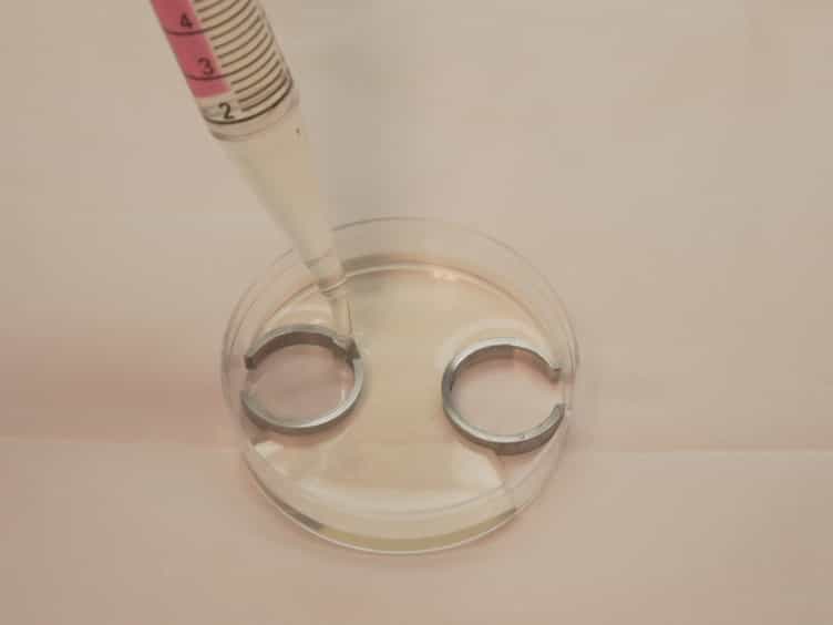 A Submerged Filter Paper Sandwich for Long-term Ex Ovo Time-lapse Imaging of Early Chick Embryos