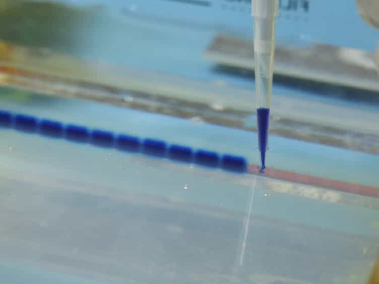 A Method for Measuring RNA N6-methyladenosine Modifications in Cells and Tissues