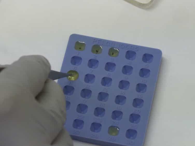 An Alternative Approach for Sample Preparation with Low Cell Number for TEM Analysis