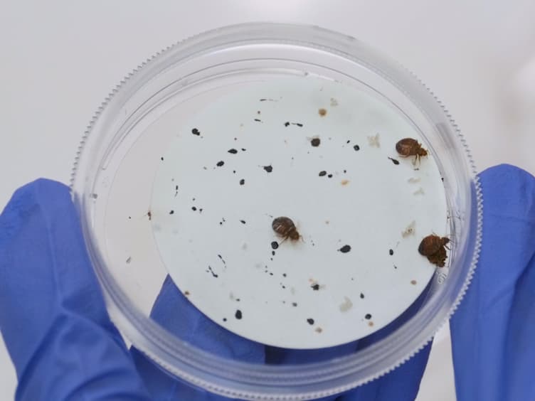 A Method for Evaluating Insecticide Efficacy against Bed Bug, Cimex lectularius, Eggs and First Instars