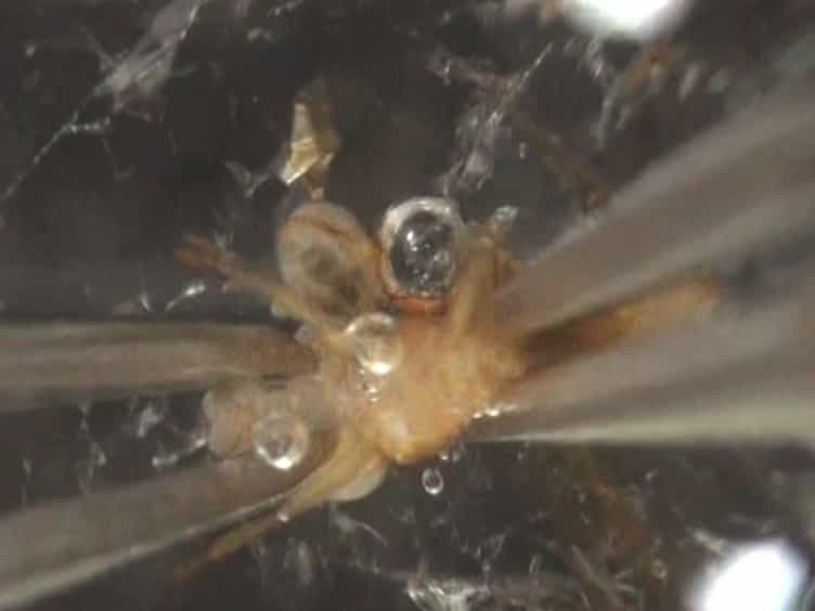 A Simple One-step Dissection Protocol for Whole-mount Preparation of Adult Drosophila Brains