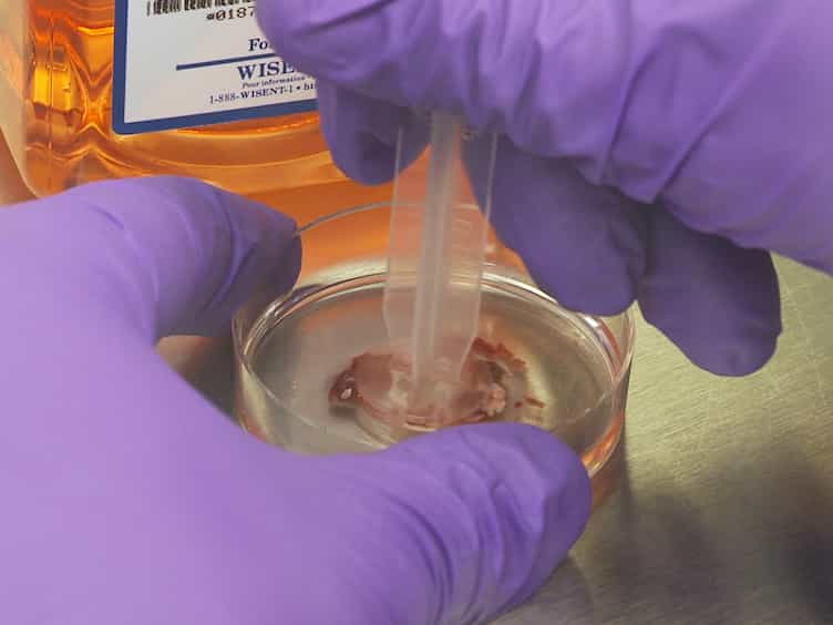 A Fluorescence-based Lymphocyte Assay Suitable for High-throughput Screening of Small Molecules