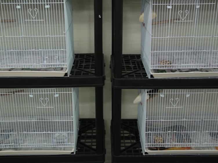 Avian Semen Collection by Cloacal Massage and Isolation of DNA from Sperm
