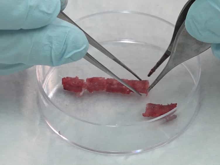 An In Vitro Organ Culture Model of the Murine Intervertebral Disc