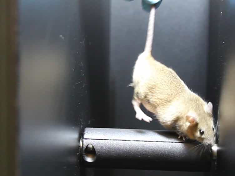Battery of Behavioral Tests Assessing General Locomotion, Muscular Strength, and Coordination in Mice