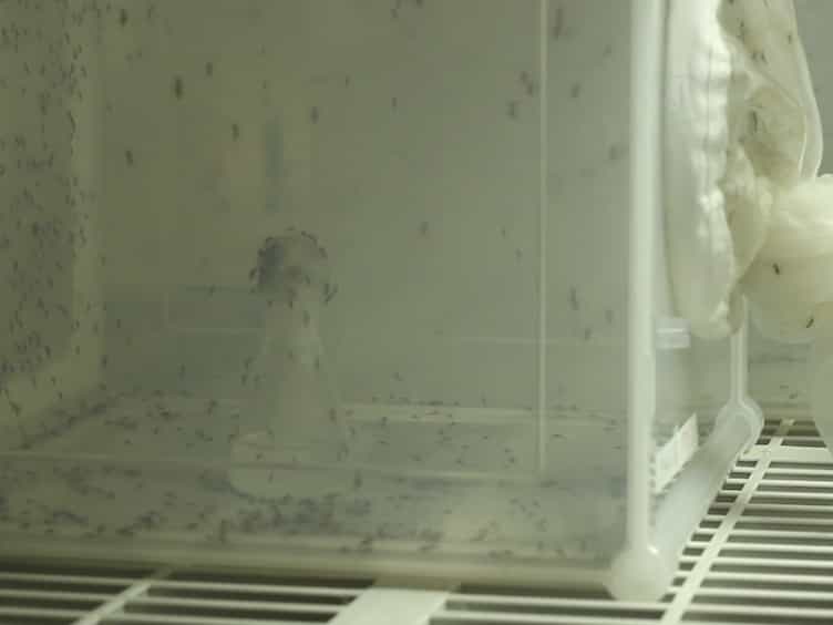 Fat Body Organ Culture System in Aedes Aegypti, a Vector of Zika Virus