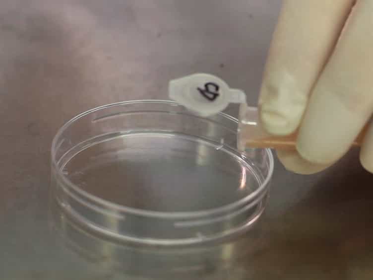 Whole-cell Patch-clamp Recordings of Isolated Primary Epithelial Cells from the Epididymis