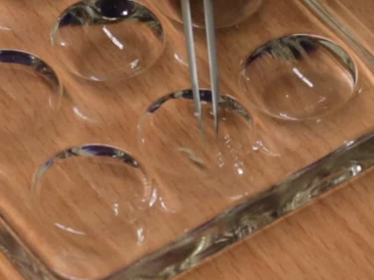 Long-term Live Imaging of Drosophila Eye Disc