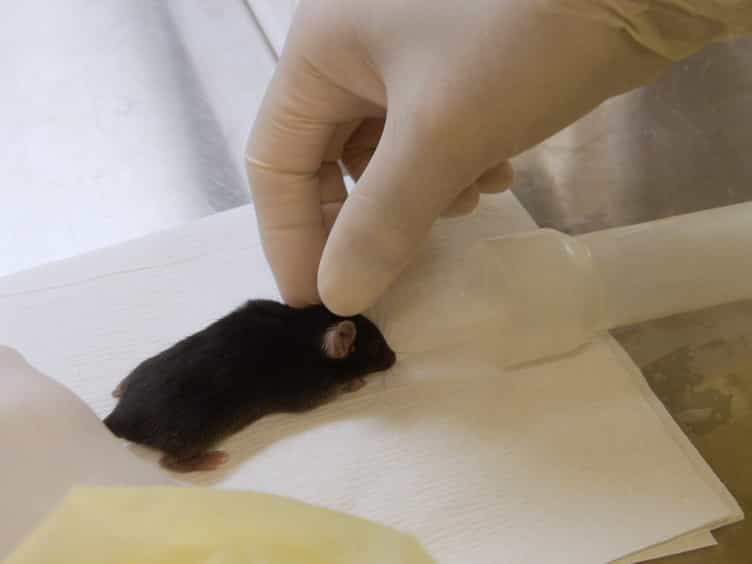 Subpial Adeno-associated Virus 9 AAV9 Vector Delivery in Adult Mice