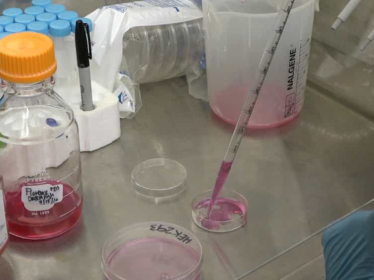 Monitoring ER/SR Calcium Release with the Targeted Ca2+ Sensor CatchER+