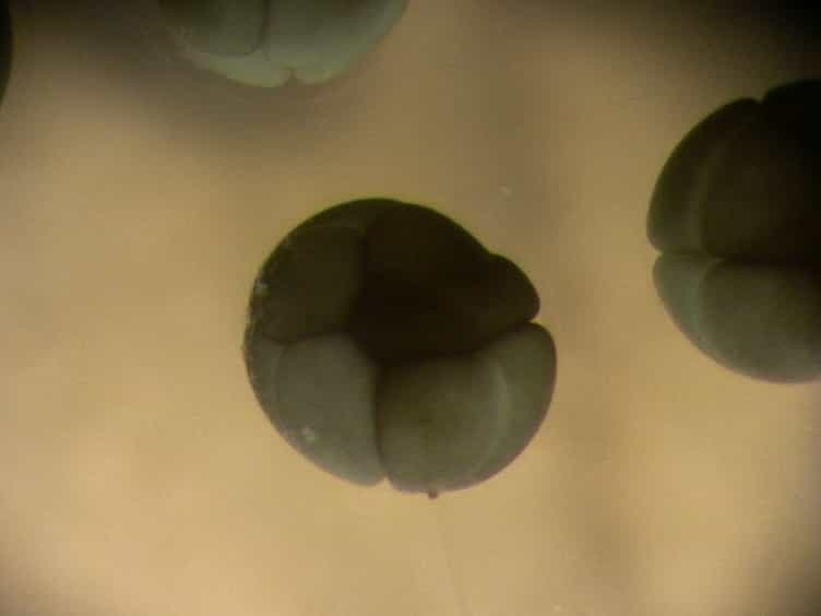 Light-mediated Reversible Modulation of the Mitogen-activated Protein Kinase Pathway during Cell Differentiation and Xenopus Embryonic Development