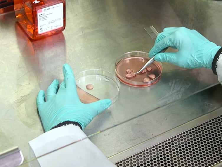 In Vitro Assays to Assess Blood-brain Barrier Mesh-like Vessel Formation and Disruption