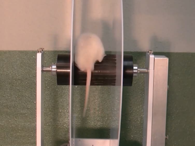 Slice Patch Clamp Technique for Analyzing Learning-Induced Plasticity