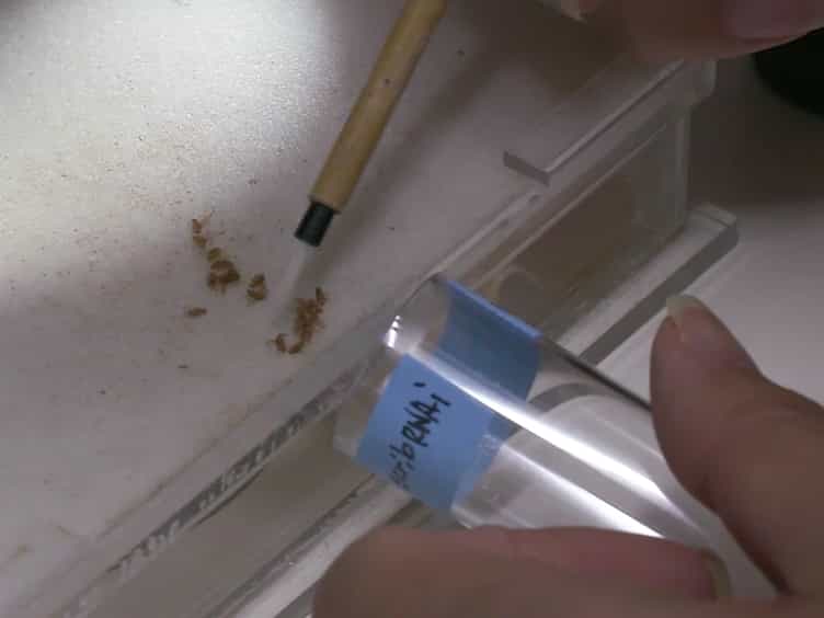 Induction and Diagnosis of Tumors in Drosophila Imaginal Disc Epithelia