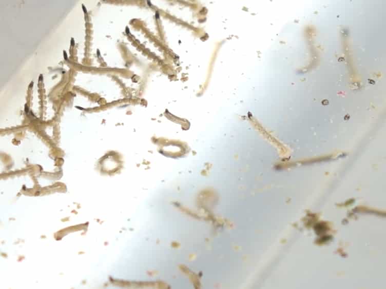 Maintaining Aedes aegypti Mosquitoes Infected with Wolbachia