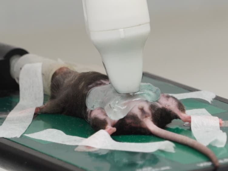 A Novel Use of Three-dimensional High-frequency Ultrasonography for Early Pregnancy Characterization in the Mouse