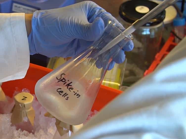 Quantification of the Abundance and Charging Levels of Transfer RNAs in Escherichia coli