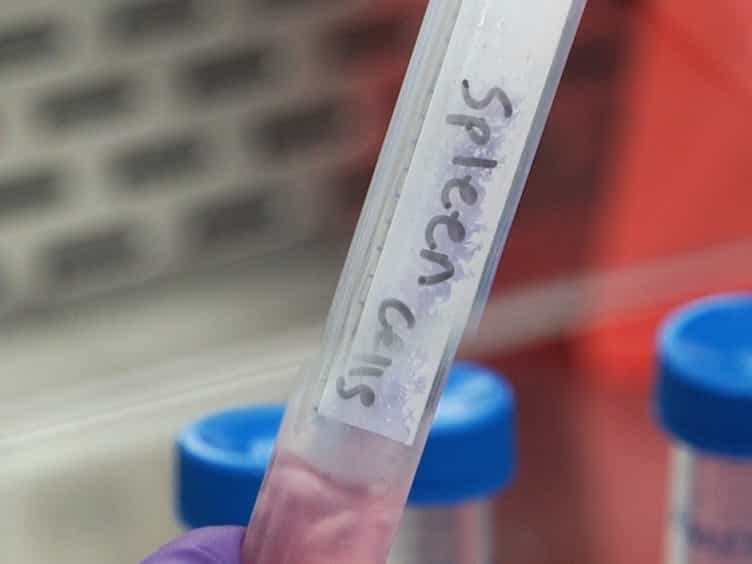In Vivo Assay for Detection of Antigen-specific T-cell Cytolytic Function Using a Vaccination Model