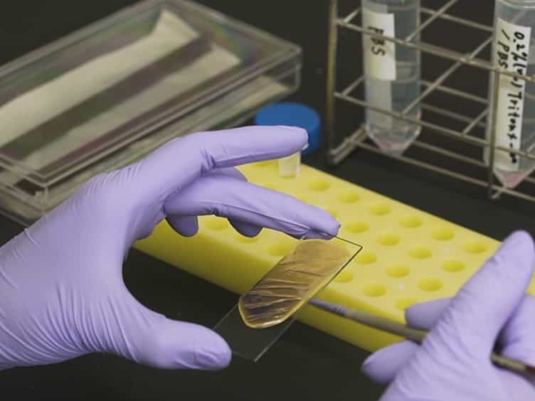 Phagocytosis Assay for Apoptotic Cells in Drosophila Embryos