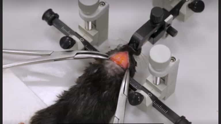 Studying the Hypothalamic Insulin Signal to Peripheral Glucose Intolerance with a Continuous Drug Infusion System into the Mouse Brain