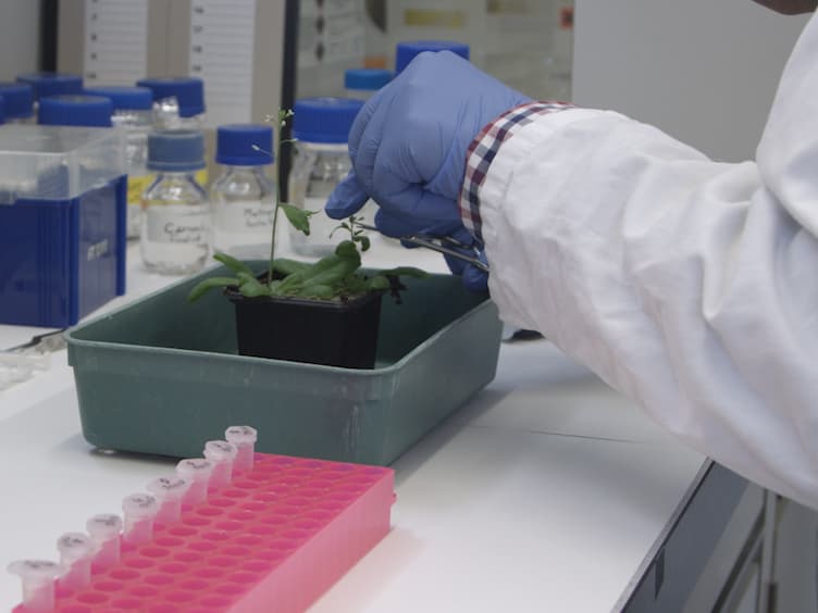 Whole-mount Clearing and Staining of Arabidopsis Flower Organs and Siliques