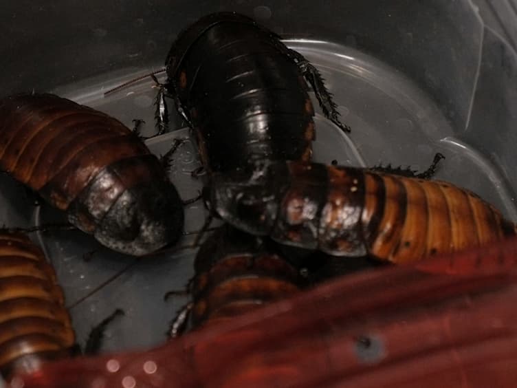 The Madagascar Hissing Cockroach as an Alternative Non-mammalian Animal Model to Investigate Virulence, Pathogenesis, and Drug Efficacy