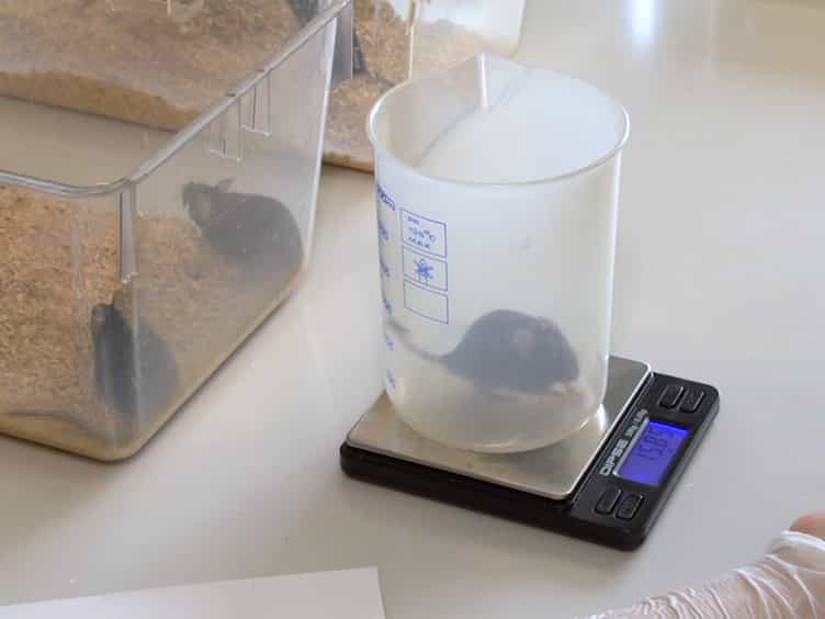 Study of In Vivo Glucose Metabolism in High-fat Diet-fed Mice Using Oral Glucose Tolerance Test OGTT and Insulin Tolerance Test ITT