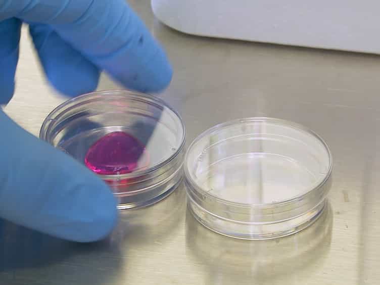 Development of an In Vitro Assay to Quantitate Hematopoietic Stem and Progenitor Cells (HSPCs) in Developing Zebrafish Embryos